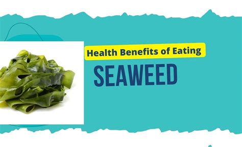 The Science Behind the Magic: Seaweed in Coos Bay